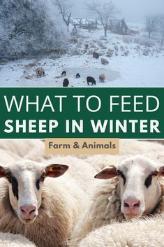 Merino Sheep Photography, Sheep Breeds Chart, Sheep Farming Ideas, Homestead Sheep, Farming Sheep, Victorian Homestead, Tropical Picnic, Dairy Sheep, Katahdin Sheep