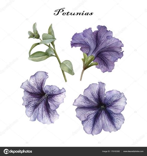 Petunia Tattoo, Petunia Flower, Flora Flowers, Flower Tattoo Arm, Nothing But Flowers, Language Of Flowers, Cover Up Tattoos, Mini Canvas Art, Botanical Flowers