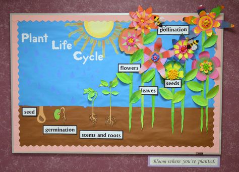 Plant life cycle Science Bulletin Boards Preschool, Plants Life Cycle Activities, Life Cycles Kindergarten, Life Cycle Activities, Teaching Plants, Science Bulletin Boards, Spring Science, Life Cycle Craft, Life Cycles Activities