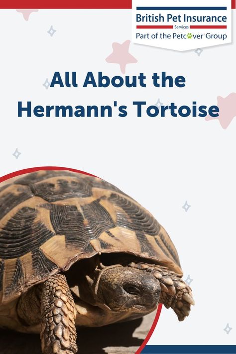 With the Hermann's Tortoise being one of the more popular species in the UK, what do you need to know before picking one as a pet? Hermann Tortoise, Pet Insurance, Run Through, Exotic Pets, Tortoise, Insurance, Need To Know, The Uk, Heat