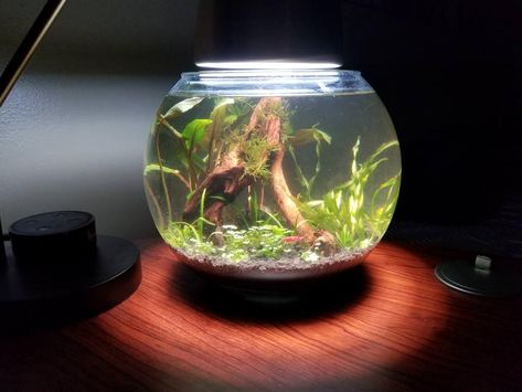 Bowl Aquarium, Pet Shrimp, Shrimp Bowl, Shrimp Tank, Aquarium Ideas, Low Tech, Week 1, Aquariums, Pet Care