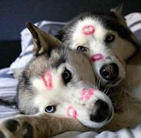 The only marks you should leave on a dog👆😍 Kiss Marks, Cute Husky, Husky Dogs, Husky, To Look, Kiss, Dogs, Pink, White