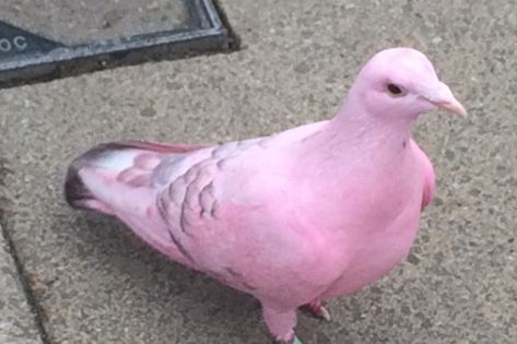 Locals stunned after spotting 'rare' pink pigeon on high street - Birmingham Live Pink Pigeon, King Pigeon, White Pigeon, Pigeon Breeds, Flamingo Color, Splash Of Colour, Pink Images, Rare Birds, Tickled Pink