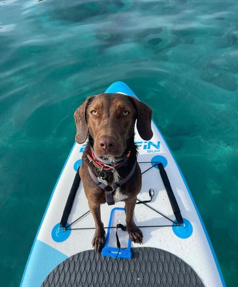 Pattle Boarding Aesthetic, Dog Summer, Paddle Board Aesthetic, Paddleboarding Aesthetic, Vacation With Dog, Paddle Boarding Aesthetic, Paddle Board, Dog Paddle Boarding, Paddle Board Dog