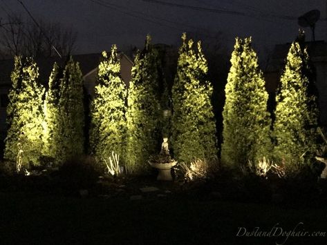 DIY Uplighting — Year-round, Low-cost Magic in Your Yard Diy Uplighting, Willow Bush, Outdoor Tree Lighting, Landscape Lighting Design, Outdoor Trees, Outdoor Landscape Lighting, Beautiful Yards, Autumn Landscape, Tree Lighting