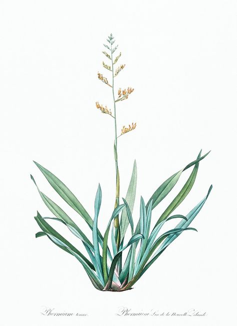 New Zealand flax illustration from Les liliacées (1805) by Pierre Joseph Redouté (1759-1840). Original from New York Public Library. Digitally enhanced by rawpixel. | free image by rawpixel.com Flax Tattoo, New Zealand Native Flowers, New Zealand Illustration, New Zealand Flowers, Tattoo Giveaway, Nz Plants, Flax Designs, New Zealand Flax, Tree Hugging