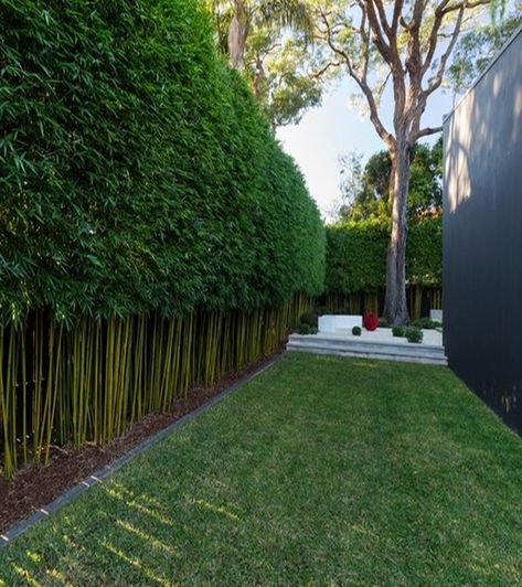 fine 12 Garden Hedge Plants For Privacy http://matchness.com/2018/03/20/12-garden-hedge-plants-for-privacy/ Pagar Modern, Bamboo Hedge, Bamboo Landscape, Growing Bamboo, Garden Hedges, Screen Plants, Privacy Plants, Privacy Landscaping, Backyard Privacy