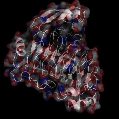 Happy #moleculemonday repost @macromoltek Pectin is a polysaccharide (or a carbohydrate consisting of multiple sugar molecules bound together) thats found in the non-woody cell walls of terrestrial plants. When fruit ripens pectin gets broken down by enzymes called pectinases. Pectin lyase works particularly well and has been adapted for commercial use. It is the only pectinase capable of degrading highly esterified pectins without producing volatile byproducts which are unpleasant for humans to Terrestrial Plants, Learn Biology, Science Learning, Cell Wall, Glass Of Wine, Biochemistry, Apple Juice, Cider, Chemistry