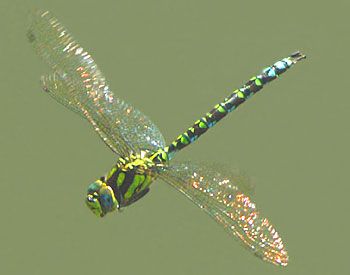 iridiscent Bernardo Y Bianca, Dragonfly Images, Dragonfly Larvae, Pictures Of Insects, Dragon Flys, Beautiful Insects, Damselflies, Dragonfly Insect, Dragon Flies