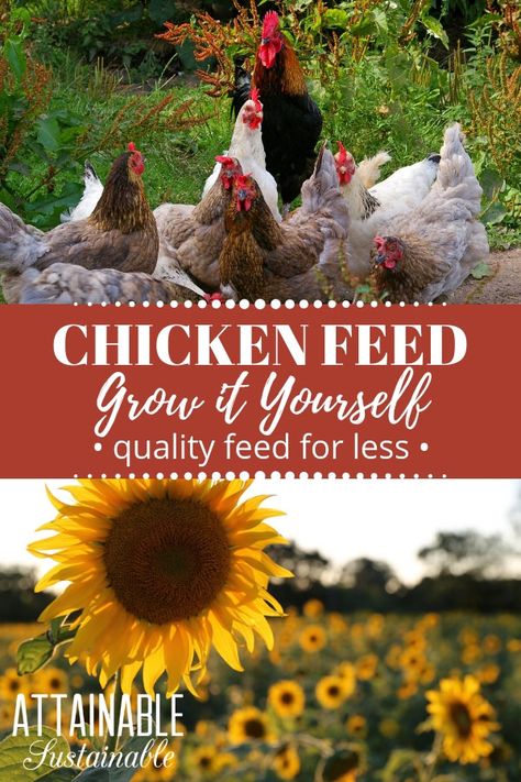 Growing Chicken Feed, Feed Chickens, Growing A Garden, Urban Chicken Farming, Urban Chickens, Backyard Chicken Farming, Raising Backyard Chickens, Chicken Garden, Diy Chicken