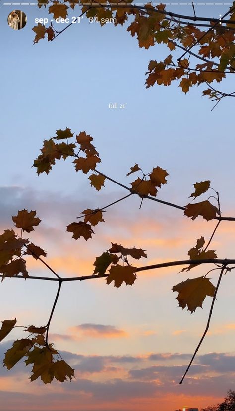 Autumn leafs pretty sky aesthetic moodboard lifestyle Autumn Sky Aesthetic, Fall Sky Aesthetic, Autumn Leaf Aesthetic, Pretty Sky Aesthetic, Autumn Sky, Autumn Background, Instagram Inspiration Posts, Aesthetic Moodboard, Painting Inspo