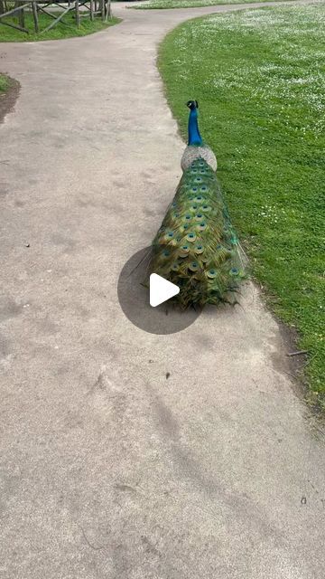 Vast Bond TA on Instagram: "Be like a peacock and Dance with all your beauty.
#peacock #birdphotography #birds #natural #nationalgeographic #park #instagram" Peacock Photos Beautiful Birds, Baby Peacock, Peacock Photography, Peacock Dance, Peacock Photos, Bird Photography, Peacocks, Beautiful Birds, National Geographic