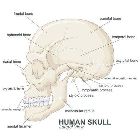 Muscles of Mastication Anatomy Muscles, Muscles Anatomy, Human Skeletal System, Head Muscles, Jaw Muscles, Facial Bones, Male Figure Drawing, Banner Drawing, Human Anatomy Drawing