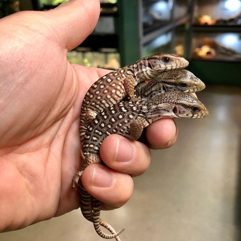 Earless Monitor, Reptile Store, Savannah Monitor, Richard Allen, Snake Turtle, Colorful Lizards, Monitor Lizard, Madison Wisconsin, Reptiles Pet