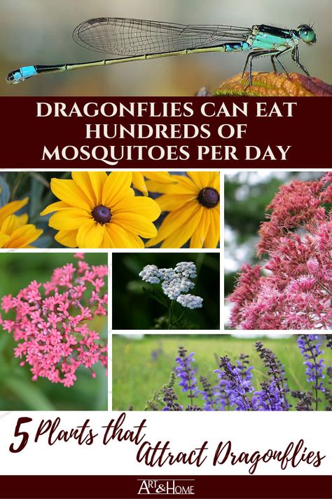 5 Plants That Attract Mosquito-Eating Dragonflies | Art & Home  ||  Dragonflies can eat hundreds of mosquitoes every day to help keep your backyard mosquito free. Here are 5 plants that attract dragonflies to your garden. Attract Dragonflies, Dragonflies Art, Mosquito Plants, Indigo Plant, Mosquito Repelling Plants, Pond Plants, Modest Summer, Dragonfly Art, Pollinator Garden