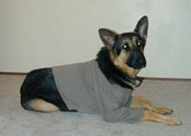 How to Make a Dog Sweatshirt Diy Dog Coat From Sweatshirt, Diy Dog Sweater No Sew, Bailey Chair For Dogs, Diy Dog Sweater, Large Dog Sweaters, Old Sweatshirt, Recycled Sweaters, Dog Games, Dog Sweatshirt