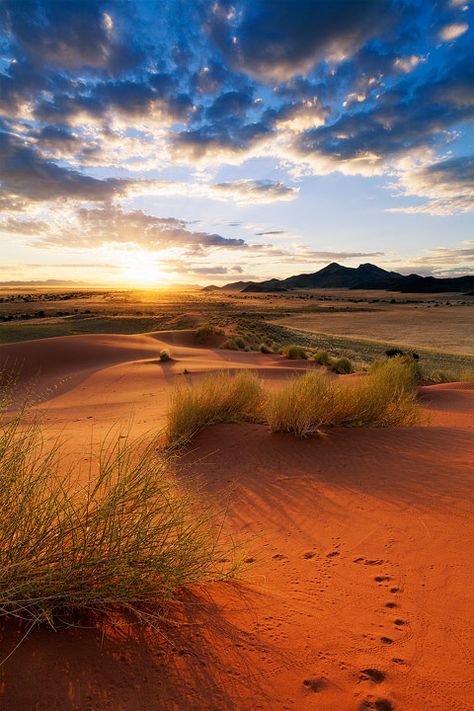 Nocturnal Dune Dwellers Africa Sunset, Deserts Of The World, African Sunset, Desert Life, Sun Rises, Desert Landscaping, In The Desert, Africa Travel, Nature Reserve