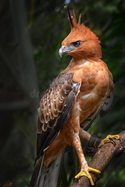 Tropical Forest Animals, First Place Winner, Regard Animal, Hawk Eagle, Tropical Forests, Nature Birds, Exotic Birds, Bird Pictures, Pretty Birds