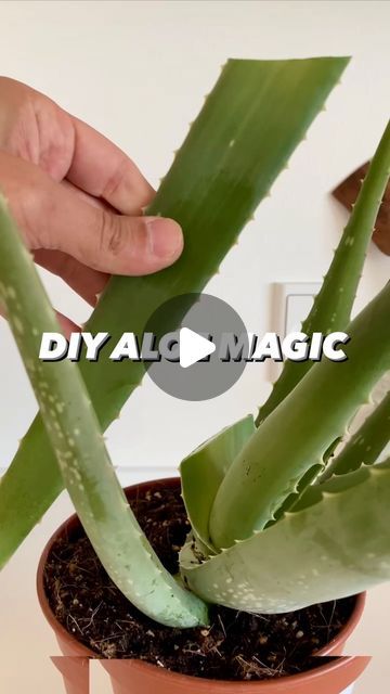 Armen Adamjan on Instagram: "Aloe = Magic for Plants! 🌱🤩 . . . #aloe #aloevera #lifehacks #hacks #tipsandtricks #gardening #planttips #instagood #diy #howto #learn #tips" Grow Aloe From Clipping, Aloe Plant Care, Aloe Vera For Hair, Plant Projects, Aloe Vera Plant, Aloe Plant, Fertilizer For Plants, Nature Garden, Propagating Plants