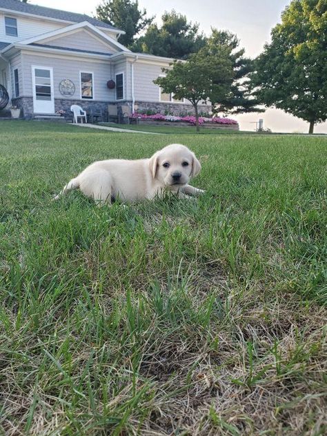 Cute AKC female labrador retriever puppies for sale, Contact WHATSAPP/TEXT :+1 (908) 312-0685 #creamlabrador #whitelabradorpuppy #labradorretriever #cutelabrador #retrieverpuppies Female Labrador, Whatsapp Text, Retriever Puppies, Labrador Retriever Puppies, Retriever Puppy, Puppies For Sale, Labrador Retriever, Labrador, Puppies