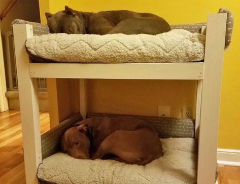 Cat Bunk Beds, Pet Bunk Bed, Dog Bunk Beds, Bunk Bed With Stairs, Bed With Stairs, Pallet Dog Beds, Custom Bunk Beds, Diy Bunk Bed, Loft Bunk Beds