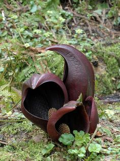 1000+ ideas about Strange Flowers on Pinterest | Exotic Flowers ... Skunk Cabbage, Strange Flowers, Weird Plants, Gothic Garden, Plant Fungus, Unusual Plants, Unusual Flowers, Rare Flowers, Carnivorous Plants