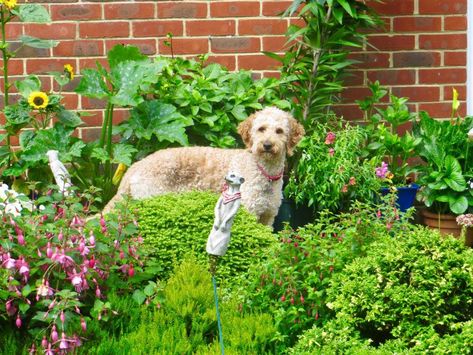 Top 5 Sturdy Garden Plants for Dog Owners Dog Landscape, Dog Safe Plants, Dog Friendly Plants, Dog Friendly Garden, Dog Friendly Backyard, Fuchsia Plant, Dog Yard, Border Ideas, Backyard Plants