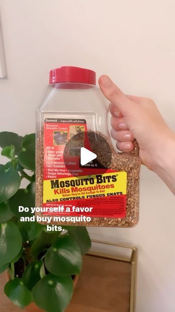 Ciara Benko on Instagram: "It’s that special time of year again, when the fungus gnats STRIKE!  Here’s my go-to method to get rid of those pesky little gnats hanging around your plants.  If you live outside the US, I’ve heard that Mosquito Bits are hard to come by, so you can also try adding a capful of Hydrogen Peroxide to your watering can.  What has worked for you to get rid of gnats for good?? (I mean, nothing actually gets rid of those little jerks for good, but you get the idea.) . . . #houseplantclub #plantcare #plantproblems #houseplants #houseplantsofinstagram #urbanjunglebloggers #fungusgnats" How To Get Rid Of Gnats, Fungus Gnats, Kill Mosquitos, Plant Problems, Hydrogen Peroxide, Watering Can, Plant Care, Work On Yourself, House Plants