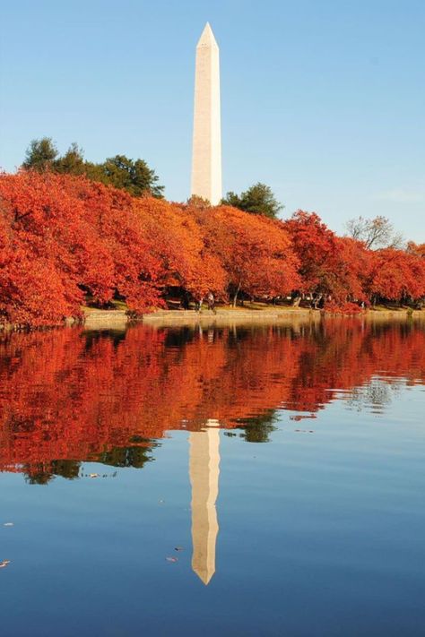 The National Mall is especially scenic during the fall season. Seeing the Washington Monument rise majestically to the sky, surrounded by the stately U.S. Capitol Building at one end and the dignified Lincoln Memorial at the other, it’s hard not to think of America’s history. Explore the swath of land nicknamed “America’s front yard” and you’ll find inspiration and some of the most beautiful architecture in the world. Visit Washington Dc, Lincoln Memorial, Washington Monument, National Mall, Capitol Building, Fall Travel, Cozy Vibes, Colorful Leaves, Beautiful Architecture