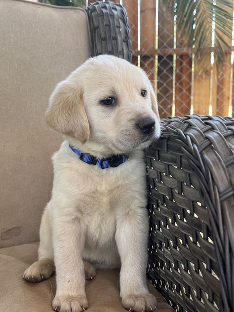 White lab puppies 7 weeks old Cream Labrador, White Labrador Puppy, White Lab Puppies, Moreno Valley California, Devon Rex Kittens, Golden Lab, White Labrador, Labrador Puppies, Labrador Mix