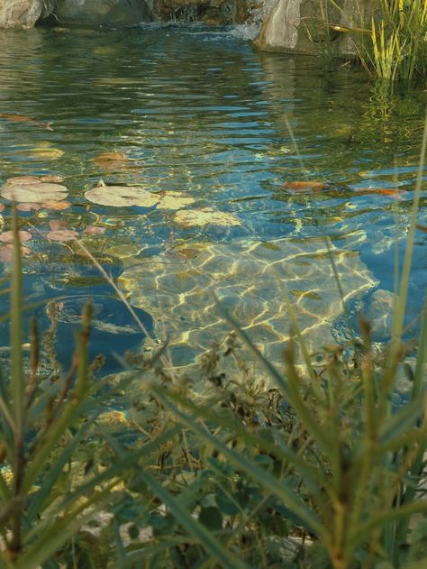 ~°• Shimmering Koi Fish Pond •°~ Koi Fish Pond, Generate Leads, Fish Pond, Koi Pond, The Pond, Nature Aesthetic, Water Lilies, Green Aesthetic, Koi Fish