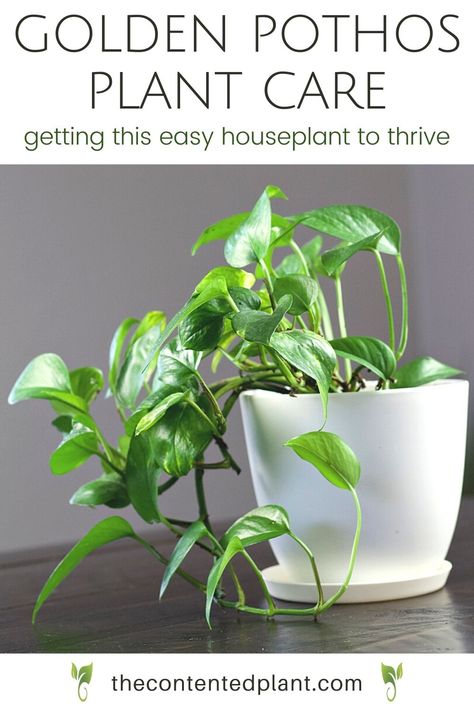 Read this printable Golden Pothos care guide for complete instructions on how to have a thriving pothos. Golden Pathos, Golden Pothos Care, Indoor Ivy, Pathos Plant, Pothos Care, Pothos Plant Care, Easy Indoor Plants, Plant Care Houseplant, Golden Pothos