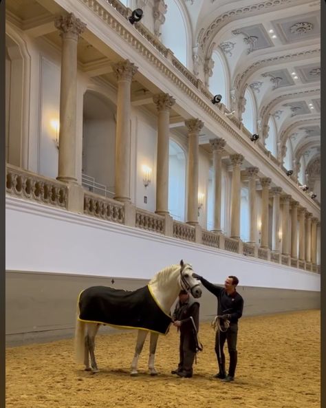 stallion Pluto Briosa of the spanish riding school of Vienna. Spanish Riding School Vienna, Spanish Riding School, Riding School, Horse Girl, A Horse, Vienna, Horses, Animals, Travel