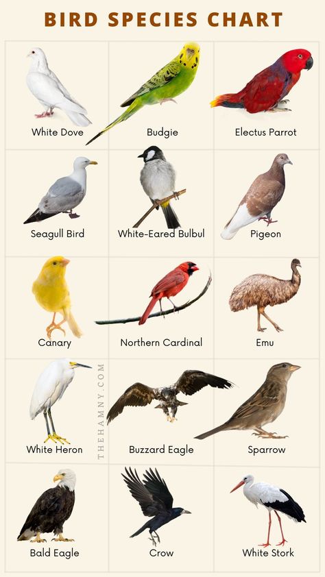 Bird Species Chart, Birds Names List, Birds Name List, Birds Species, English 101, Types Of Pet Birds, Glowing Skin Secrets, Bird Breeds, Names List