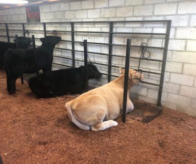 What Not To Do With Your New Calf | Stock Show Stories Expert Tips You Should Know Cattle Barn Designs, Show Cattle Barn, Livestock Barn, Show Steers, Show Cows, Cattle Barn, How To Grow Hair, Stock Show, Show Cattle