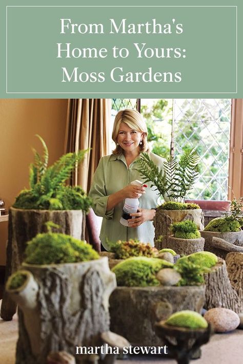 Borrowed from nature and arranged in pots, lush moss gardens are like miniature enchanted forests.