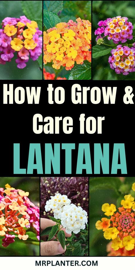 Learn the insider tips and tricks for growing vibrant, healthy lantana plants from the experts. Click the image to know more. Follow us for more tips. #LantanaGrowingTips #LantanaCare #GardenHacks Lantana Flowers In Pots, Tropical Flowering Plants, Lantana Flower, Lantana Plant, Flowers In Pots, Different Types Of Flowers, Plant Problems, Gardening Advice, Easy Garden