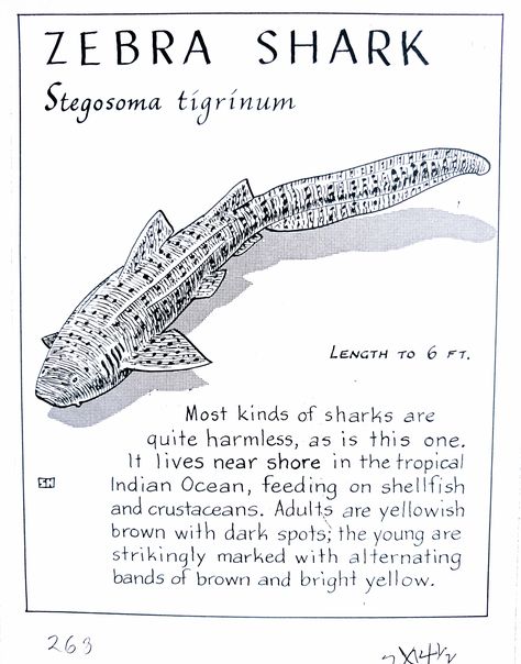 Shark Identification Charts, Zebra Shark Drawing, Marine Biology Notes Sharks, Shark Posters, Facts About Sharks, Shark Information, Oceanography Marine Biology, Shark Poster, Marine Poster