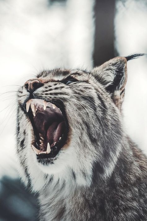 Mystical Lynx Aesthetic, Mystic Aesthetic, Nature Music, Like Animals, Cat Aesthetic, Stay Inspired, Cat Wallpaper, Animal Tattoos, Lynx