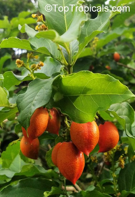 Miracle Fruit, Butter Fruit, Peanut Tree, Plants For Garden, Plant Encyclopedia, Garden Catalogs, Unique Vegetables, Container Gardening Flowers, Edible Landscaping