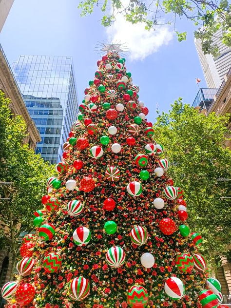 It's always warm and sunny during Christmas season in Sydney 😍 Australian Christmas, World Cities, Holly Jolly, Christmas Season, Sydney Australia, Christmas Seasons, Beautiful Photo, All Over The World, Sydney