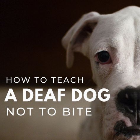 Teaching bite inhibition to a deaf dog is very important. Deaf dogs receive environmental cues differently than other dogs and may startle more easily, which is why it's important that your dog learns bite inhibition. The following suggestions are important for owners of deaf puppies. Deaf Puppy Training, Training A Deaf Puppy, Deaf Dog Training, Dog Hand Signals, Puppy Socialization, Deaf Dog, Train Activities, Group Of Dogs, Puppy Play