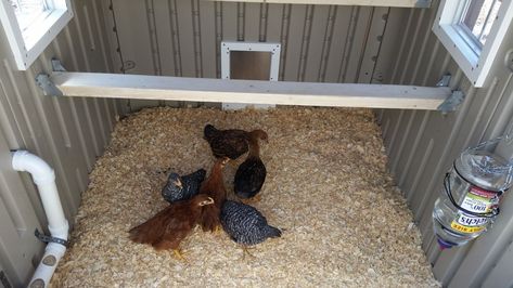 Plastic Shed Chicken Coop | BackYard Chickens Plastic Shed Chicken Coop, Chicken Coop Inside, Shed Chicken Coop, Chicken Coop Backyard, Plastic Shed, Chicken Brooder, Chicken Shed, How To Raise Chickens, Chicken Tractors