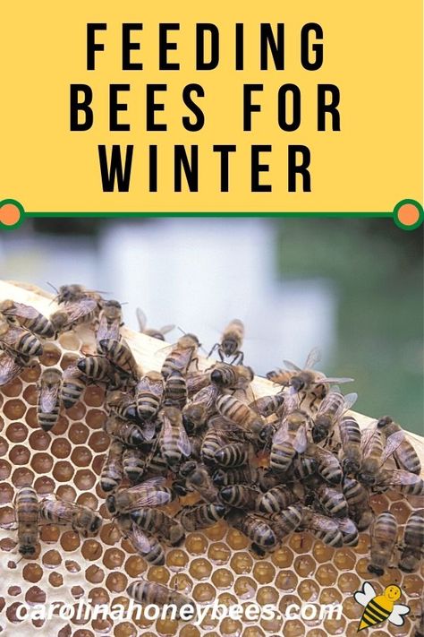 Diy Beekeeping, Honey Facts, Backyard Beehive, Jessica Michibata, Honey Bee Facts, Feeding Bees, Bee Things, Flow Hive, Beekeeping For Beginners