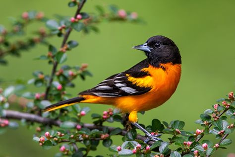 Baltimore Oriole – Photo by Lloyd Spitalnik Baltimore Orioles Birds, First Signs Of Spring, Oriole Bird, Baltimore Oriole, 2013 Calendar, Signs Of Spring, Mini Wall, Bird Quilt, Bird Artwork