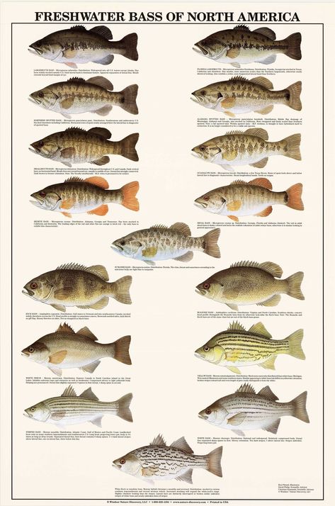 White Perch, Fish Chart, Fish Poster, Diy Fishing, Fish Artwork, Fish Tales, Bass Fish, Bass Fishing Tips, Value In Art