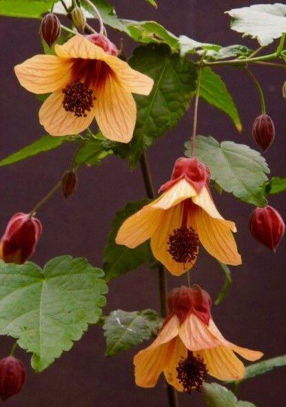 Abutilon Flower, Flowering Maple, Tall Indoor Plants, Amazing Plants, Gum Paste Flowers, Low Light Plants, Farmhouse Garden, Garden Journal, Flowering Plants