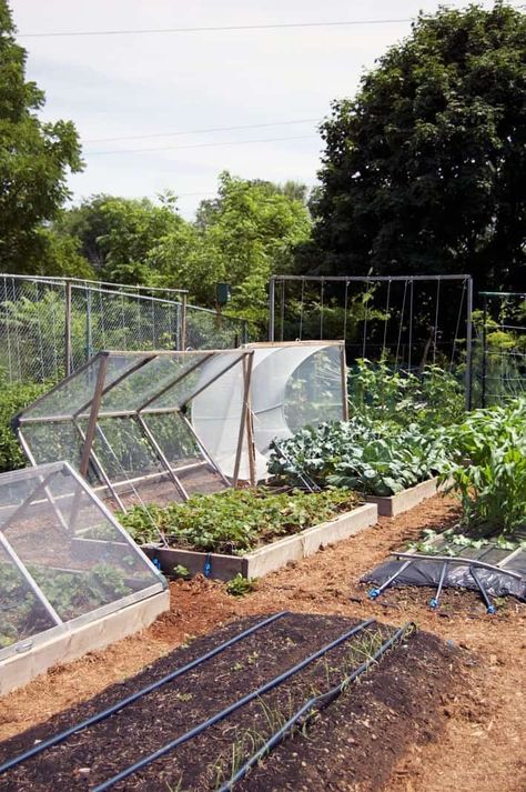 Vege Garden Ideas, Home Vegetable Garden Design, Raised Vegetable Gardens, Homestead Gardens, Potager Garden, Veg Garden, Home Vegetable Garden, Vegetable Garden Design, Food Garden