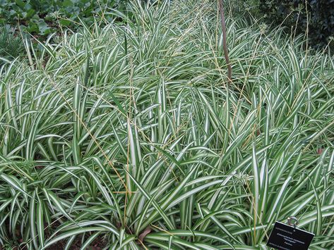 Airplane Plant, Chlorophytum Comosum, Ribbon Plant, Lafayette Louisiana, Spider Plant, Full Size Photo, Herbaceous Perennials, Spider Plants, Hardy Plants