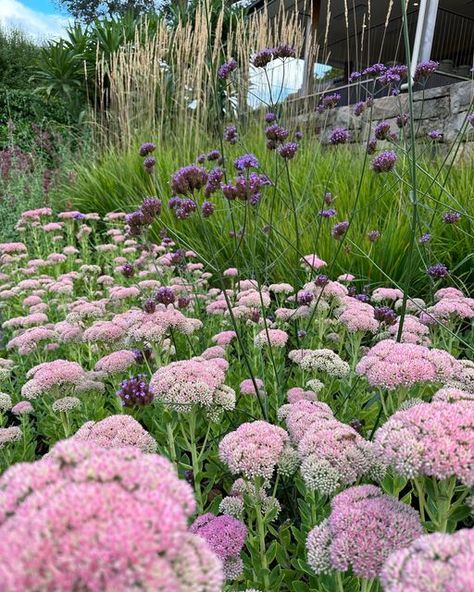 Autumn Joy Sedum Landscaping, Sedum Landscaping, Sedum Autumn Joy, Sedum Garden, Sedum Spectabile, Cottage Garden Plan, Sedum Plant, Garden Plans, Perennial Garden